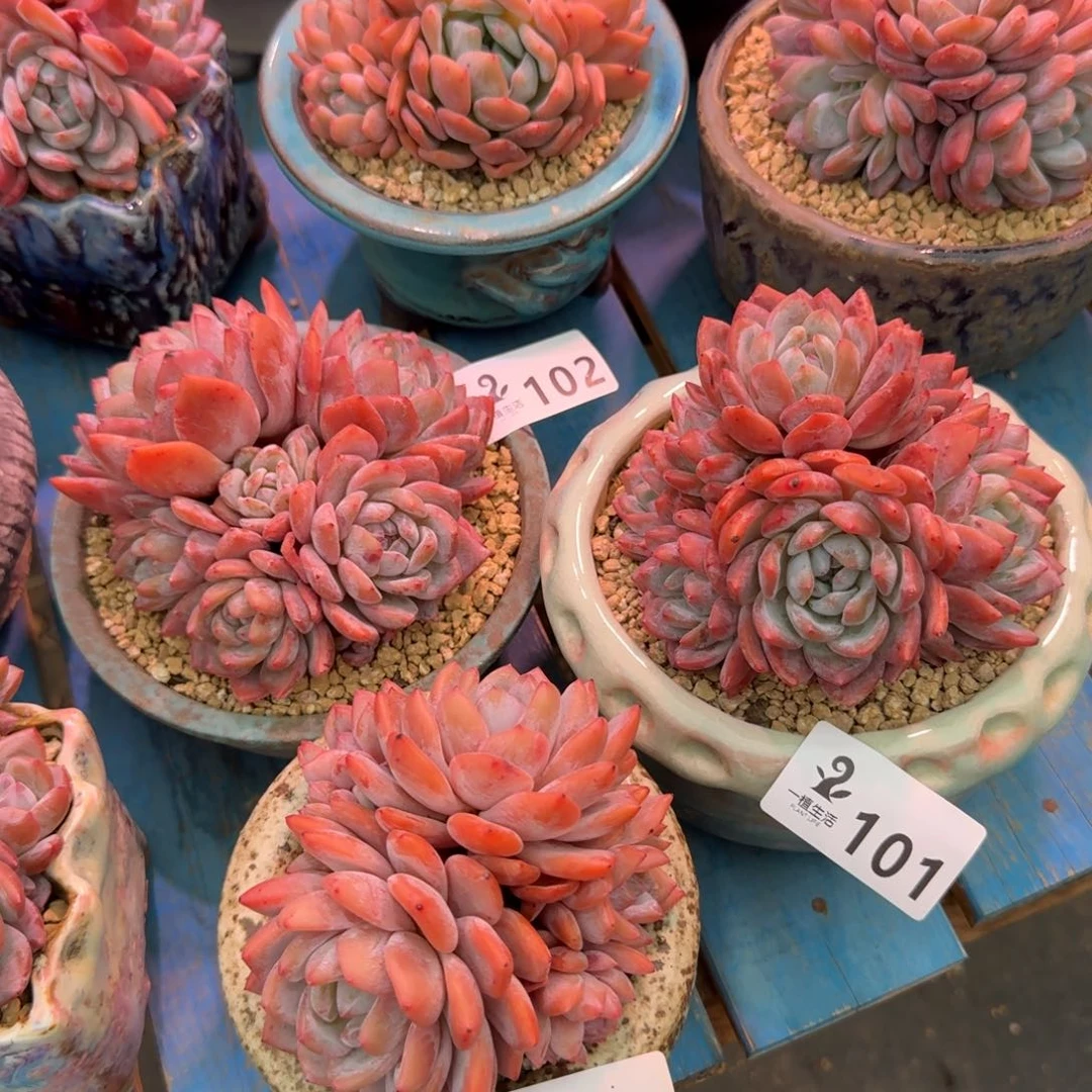 100号101号102号橙梦露