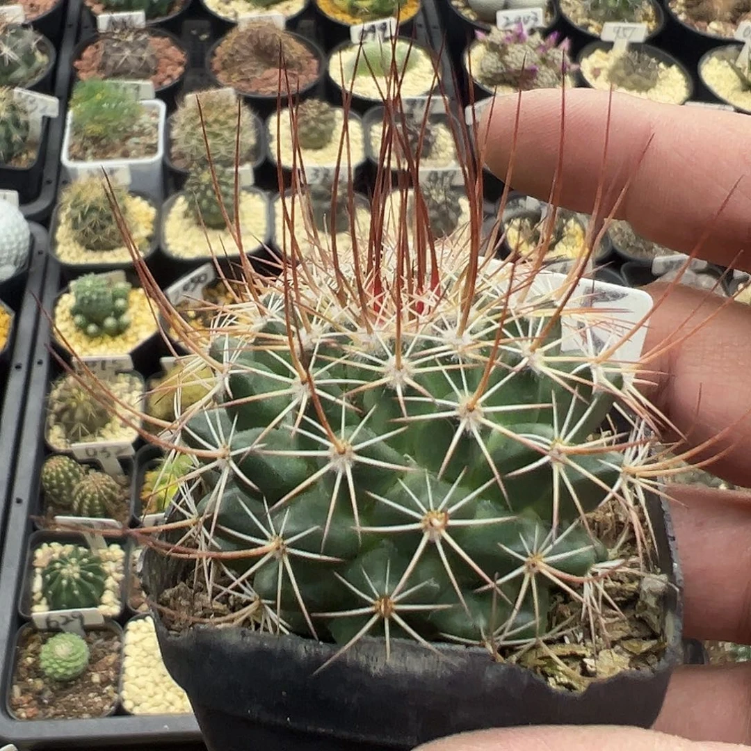 1005龙须玉实生实生