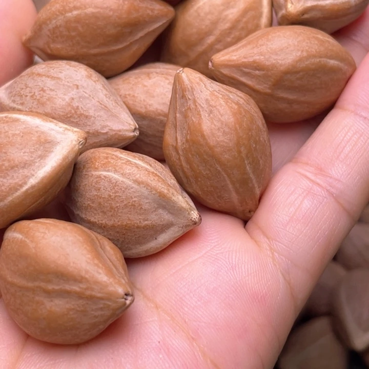 承***诺橄榄核手串/手链橄榄核油1.9左右