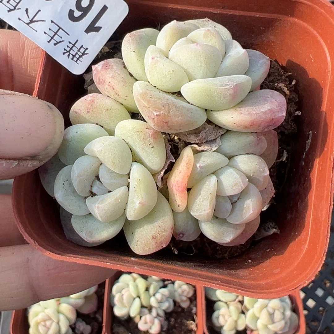 小卡拉米糖心一物一拍16-21