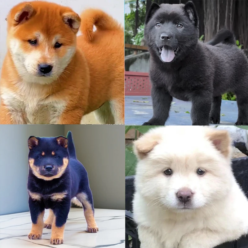 【旺福萌宠】中华田园犬活体幼犬