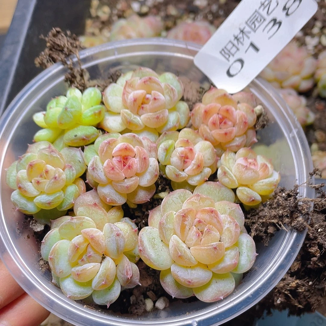 多肉植物多肉植物138