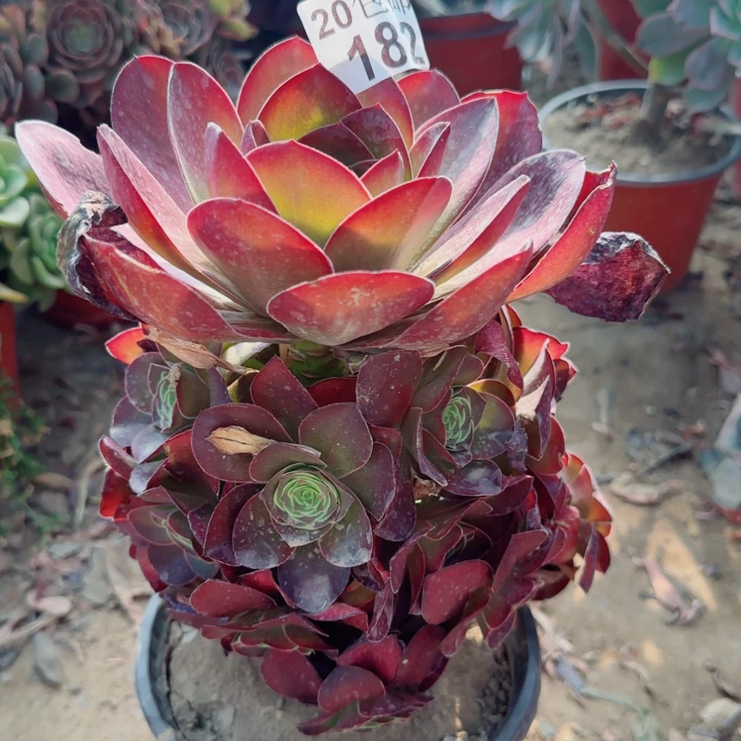 魅金玫瑰多肉182满20包邮断枝不包