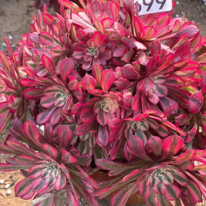 599多肉植物红铜白