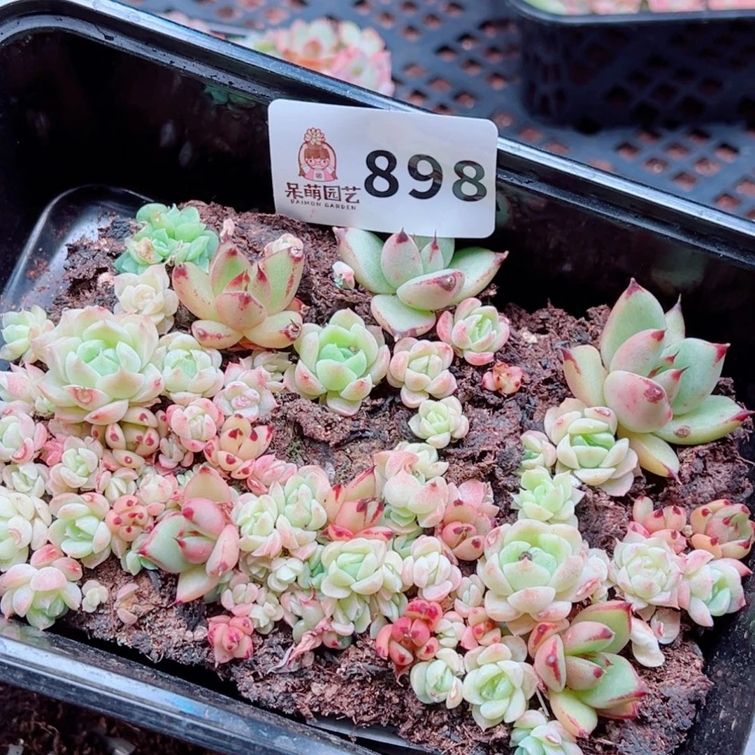 多肉植物多肉植物