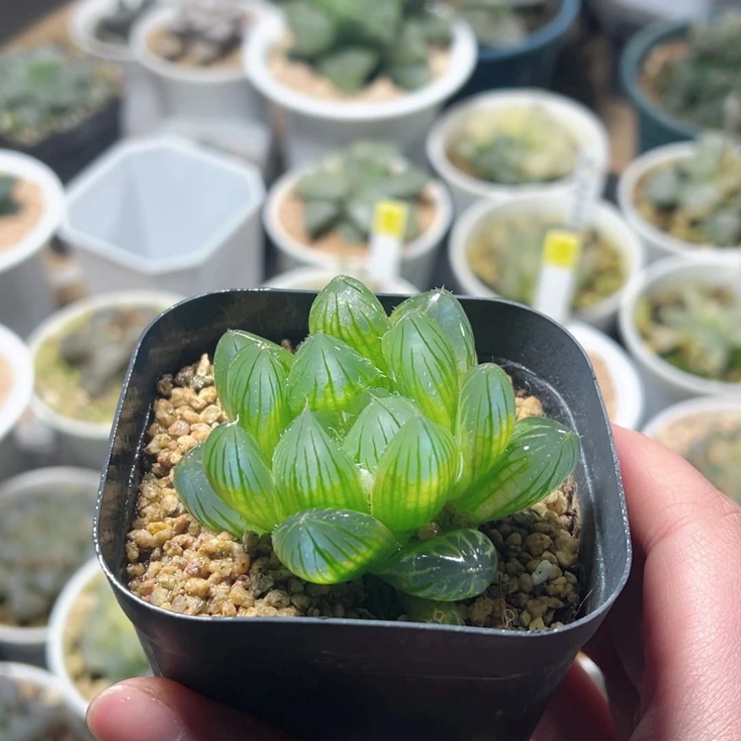 大窗y4玉露多肉植物