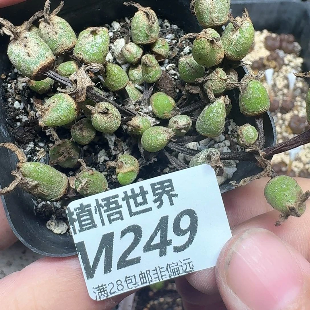 多肉植物的润泽风格