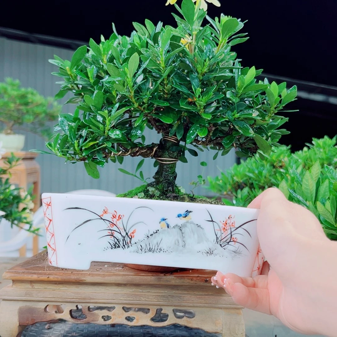 玉***心清誉栀子花花花花