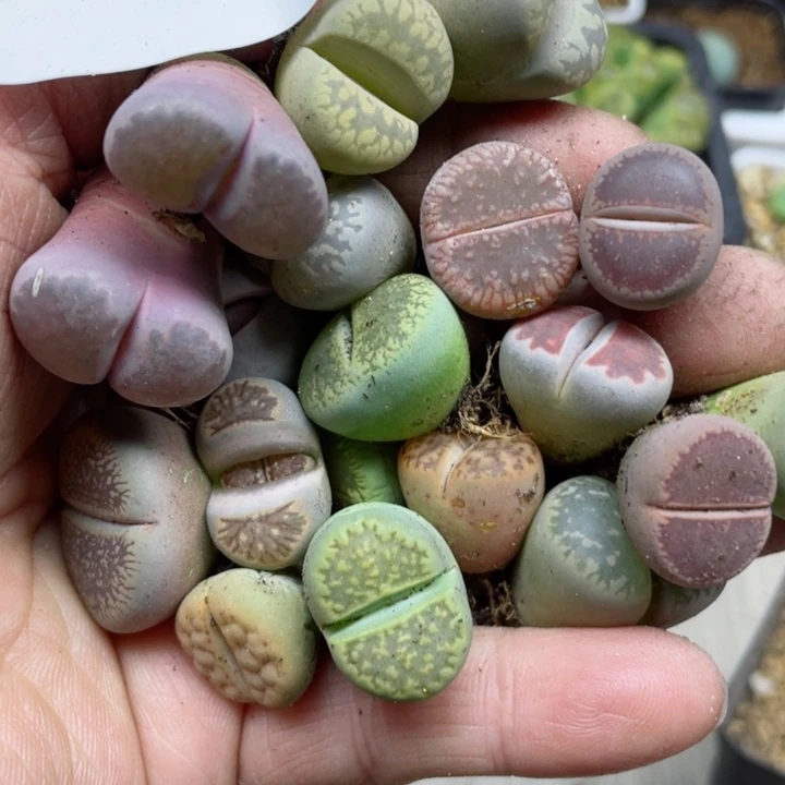 小***财554母本18颗l l l l l