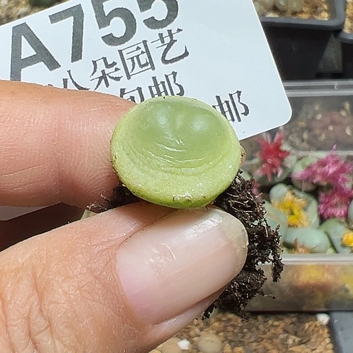 755号拉登1.6厘米多肉植物
