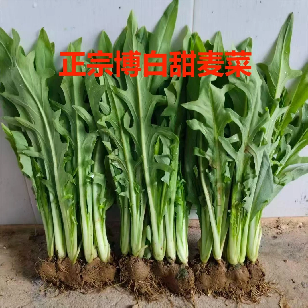 正宗博白甜麦菜苗带泥发货庭院阳台四季可种脆甜可口易生长不招虫