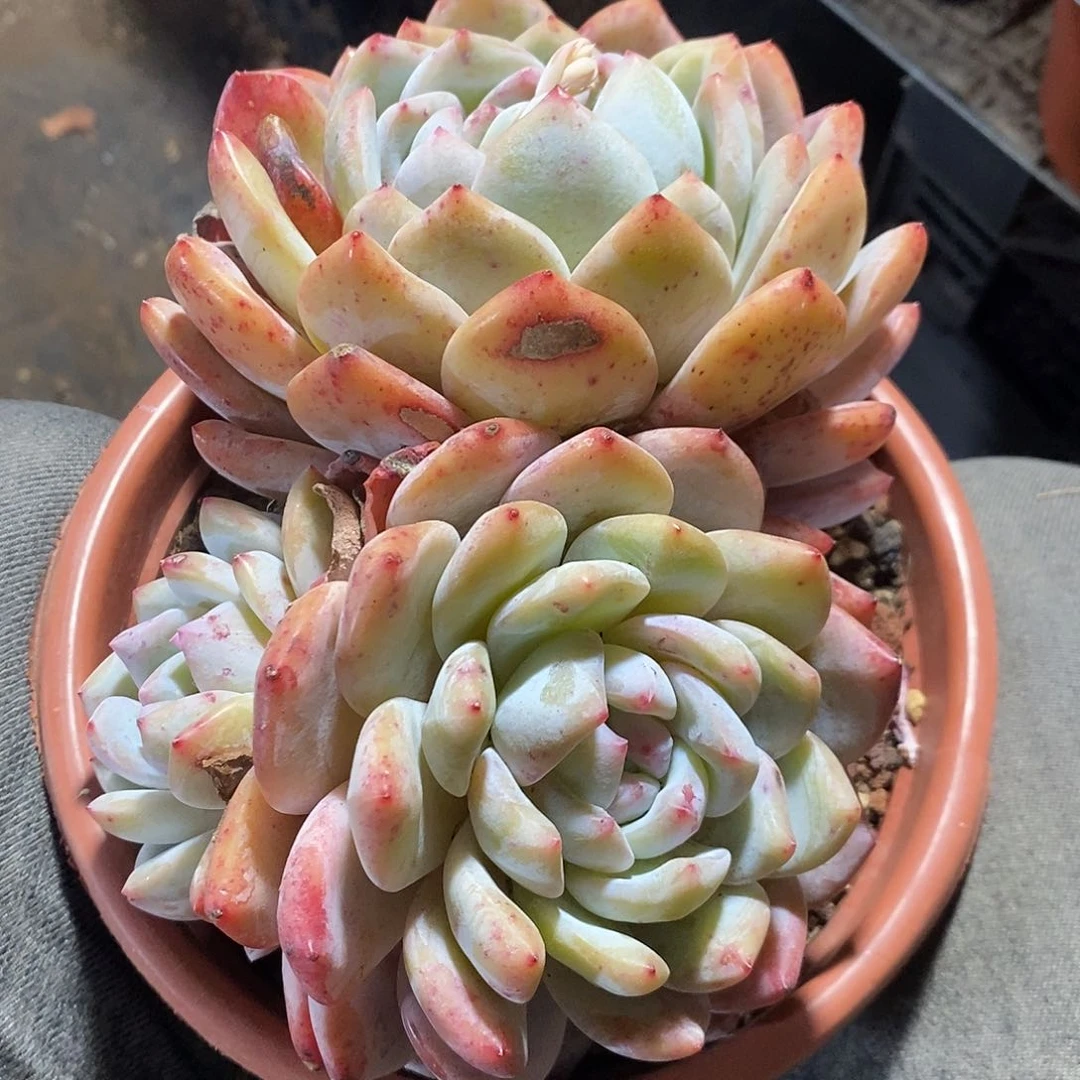 ?****?定向的大程梦露1颗