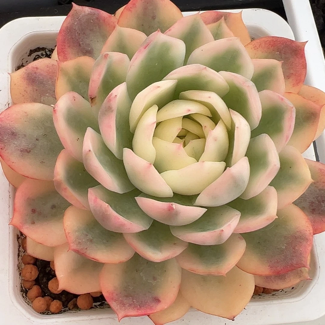 韩水晶大单头多肉