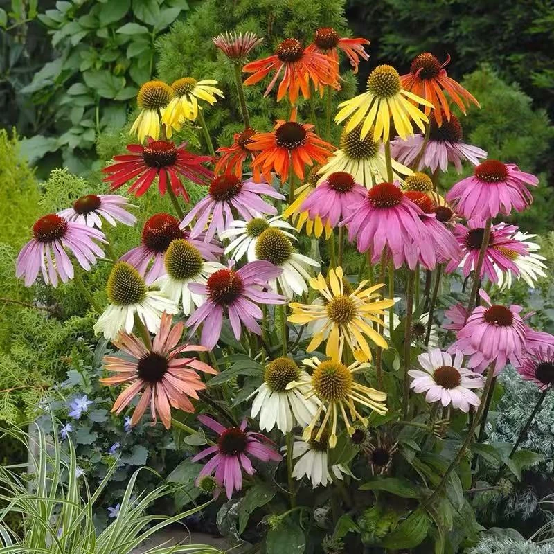 彩色松果菊花种籽子四季播种开花室外耐寒阳台庭院紫锥菊盆栽种子