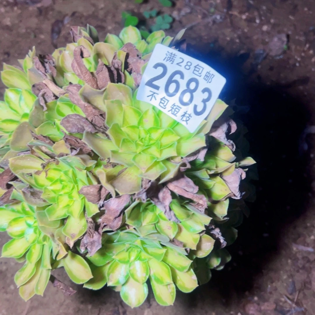 韶华多肉植物2683