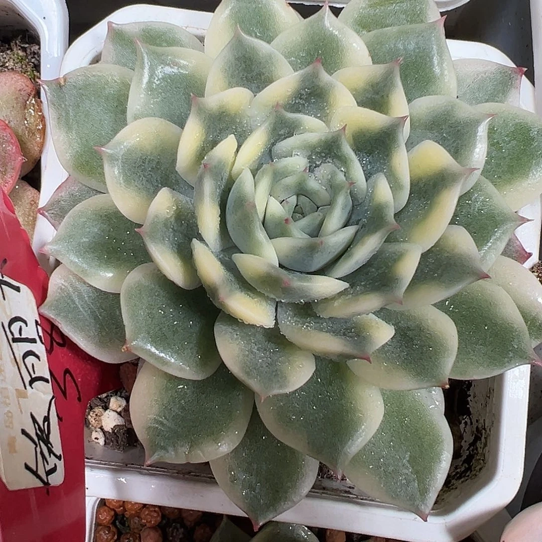 艾丽卡锦多肉植物