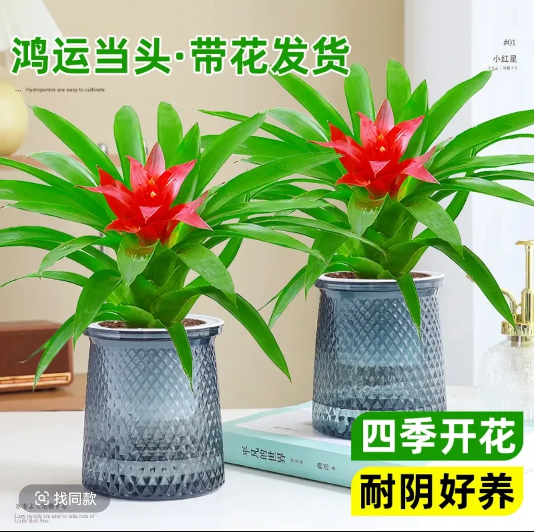 鸿运当头小红星办公室开红花卉绿植物大型好养凤梨吸甲醛客厅