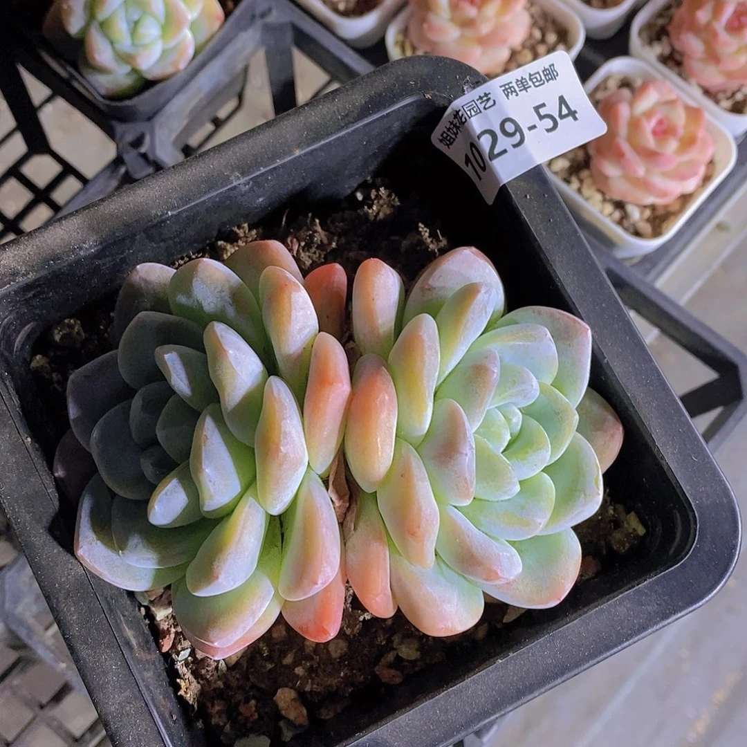 壮***壮1029-54-专拍大双头冰玉福利一颗