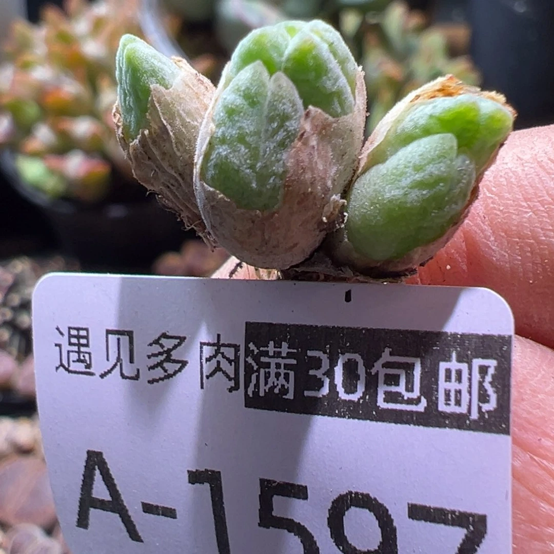 多肉植物111111111111111111