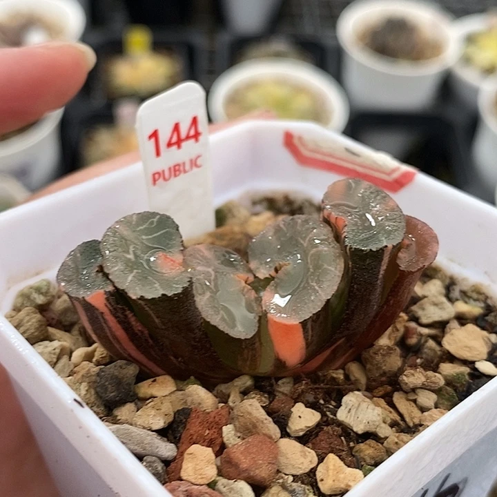 144大绳玉扇锦一物一拍