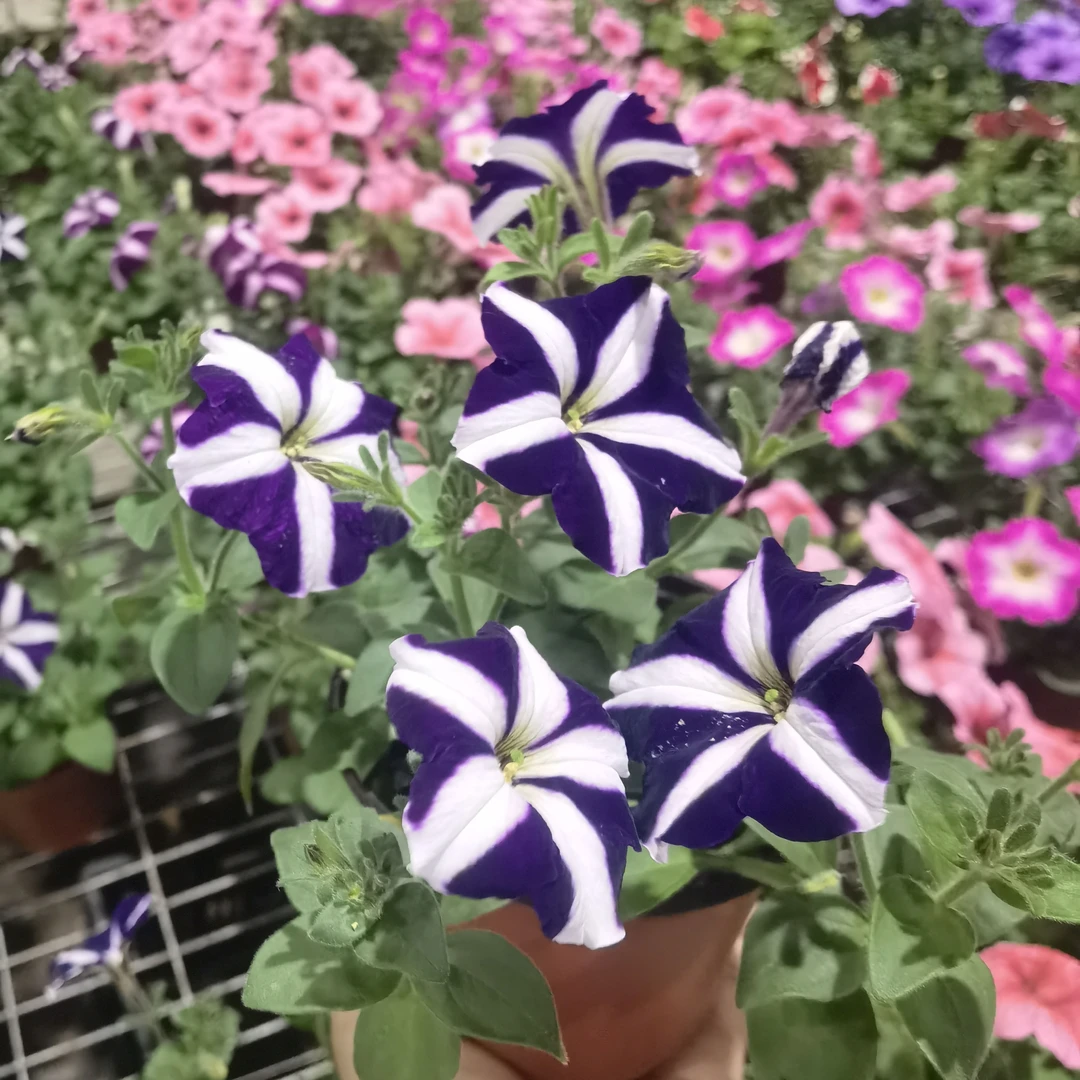 矮牵牛直播间一物一拍备注尾号