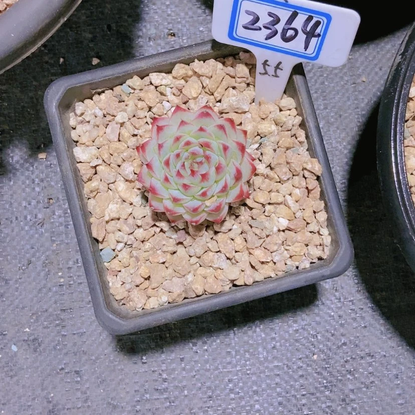 【闪购商品】记*”2364