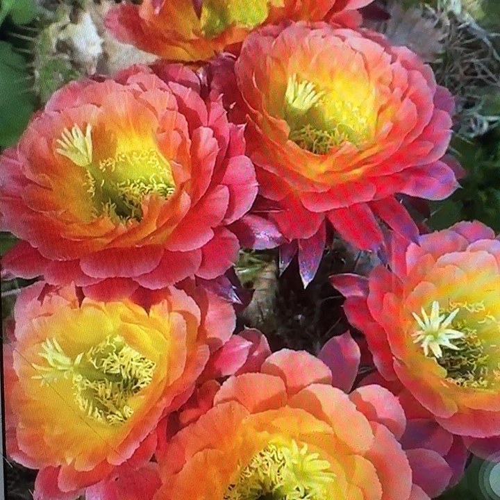 大满贯侧芽5公分左右毛花柱（20包邮）