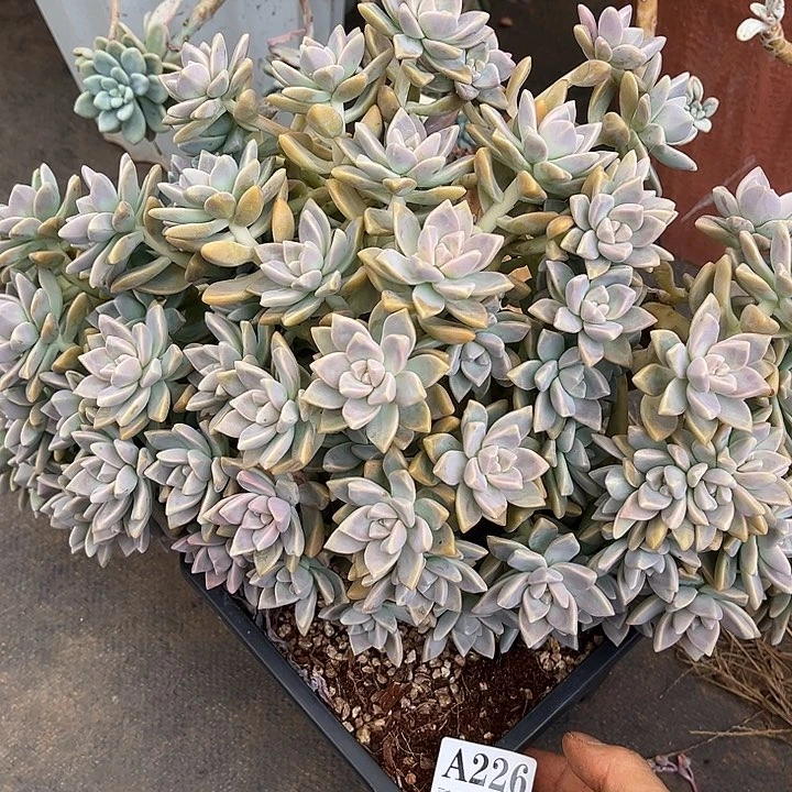 晚*淡雪缀A226多肉植物56