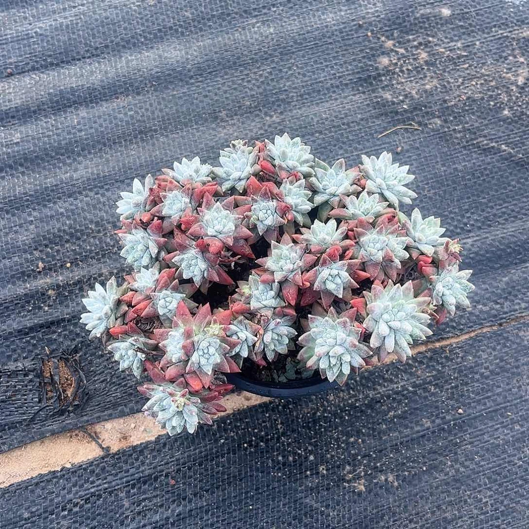 3099  小鹿多肉一物一拍