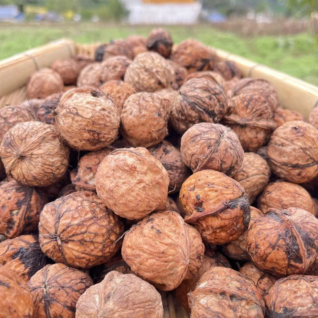 大凉山新鲜老树核桃5斤包邮 (星子门）