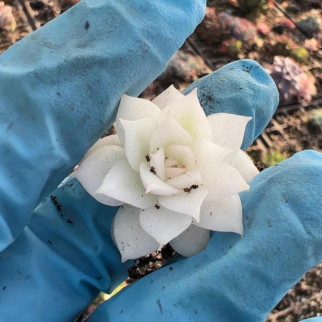 黑水晶宽锦，叶插苗