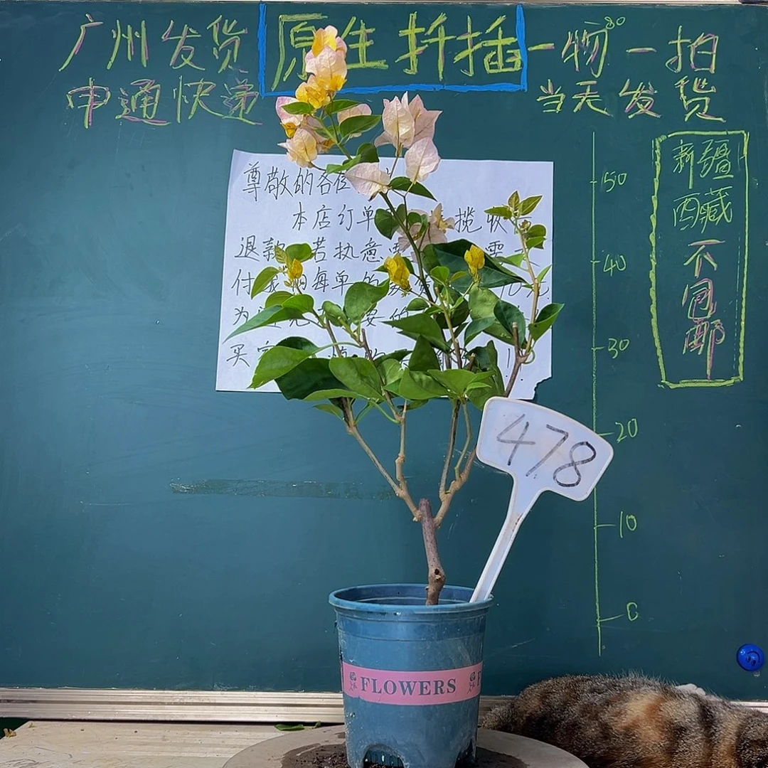 当前无花栽培后可以开花 黄玫瑰  478