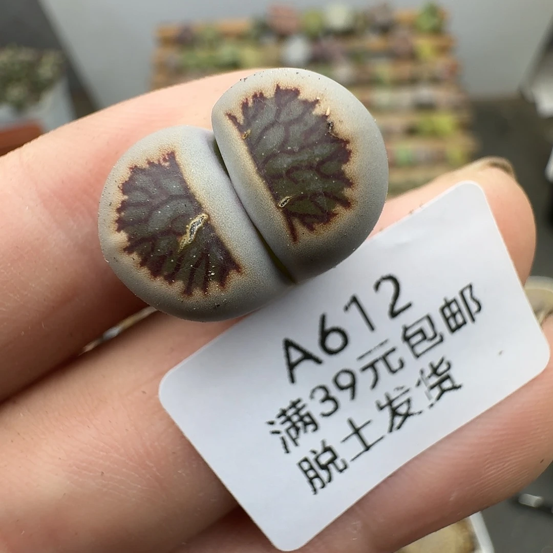 612多肉哈哈哈哈哈哈哈