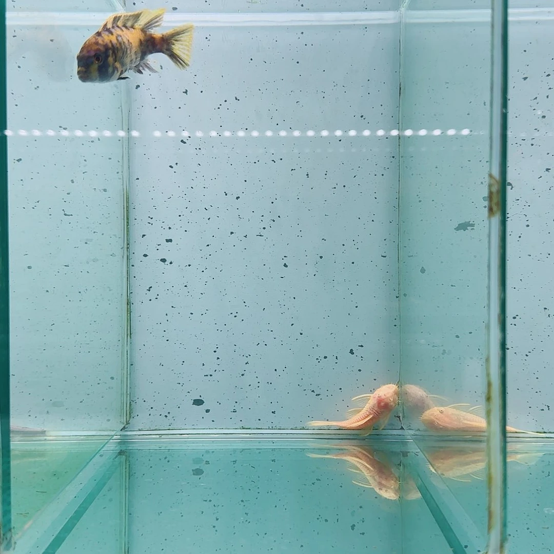 大***明慈鲷马孔德菲恩1147