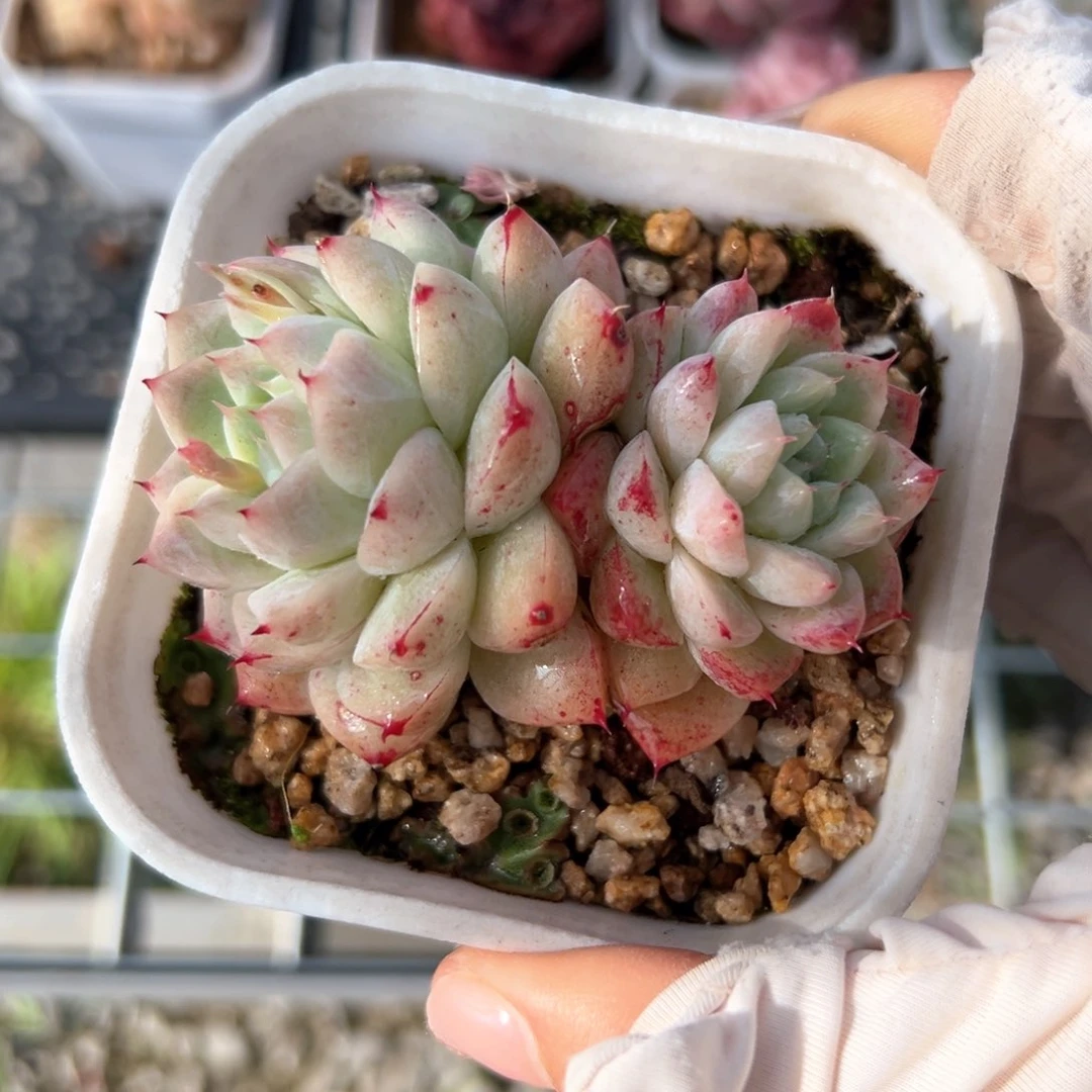 佳人（满38包邮）多肉