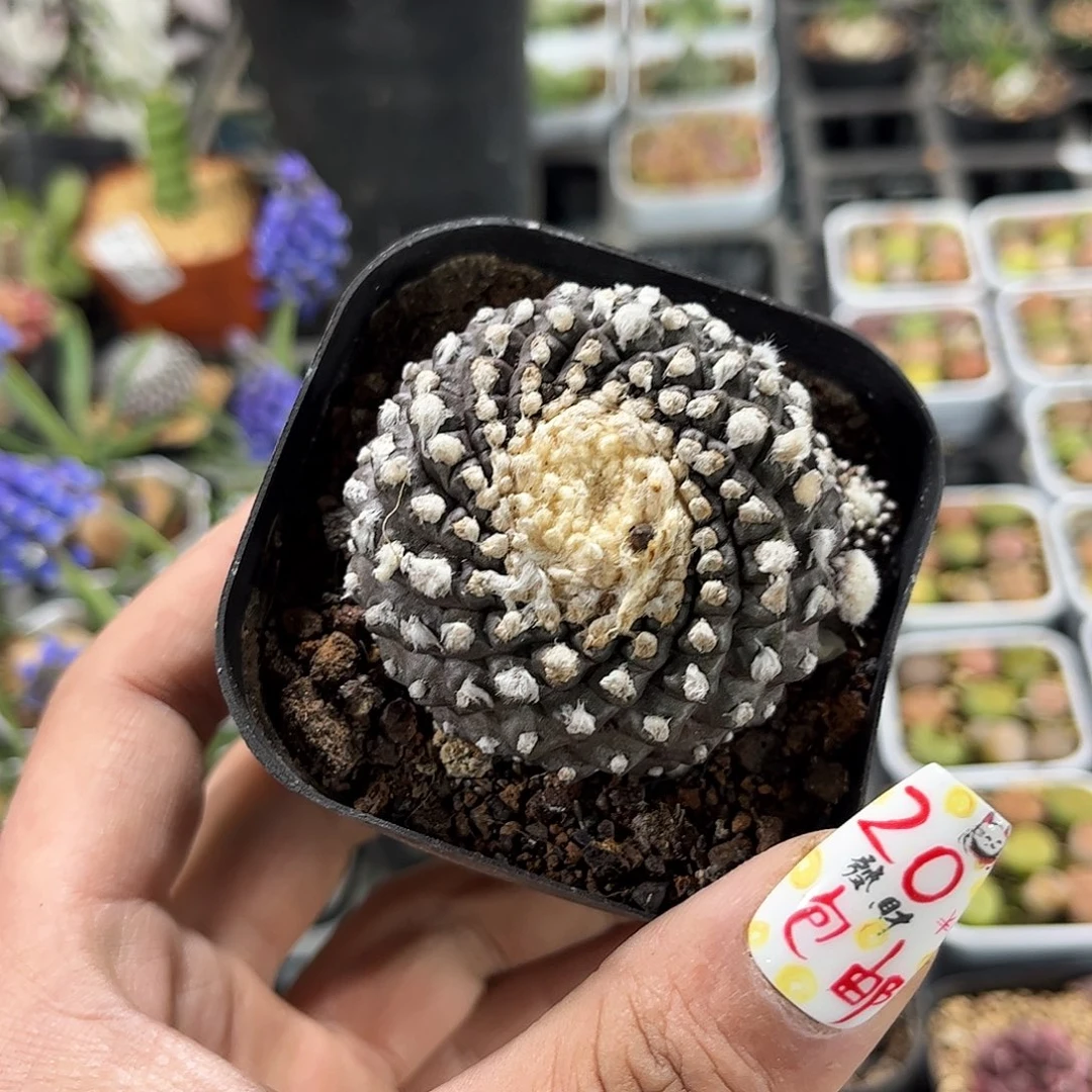 墨蝶单头发货有根发货