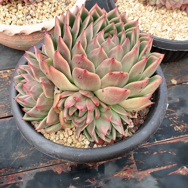 多肉植物一物一拍