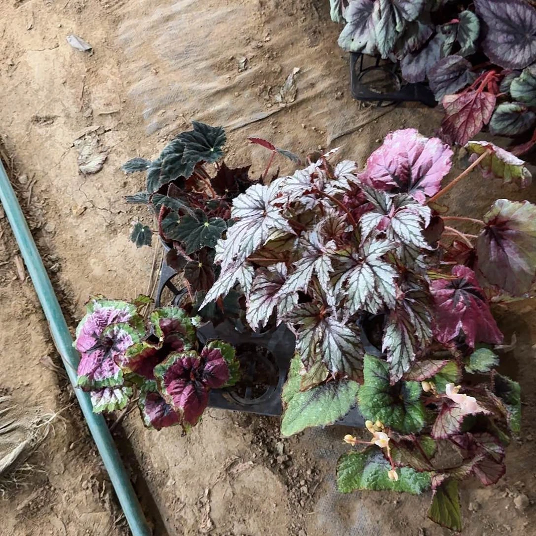 不开花植物一物一拍套餐四