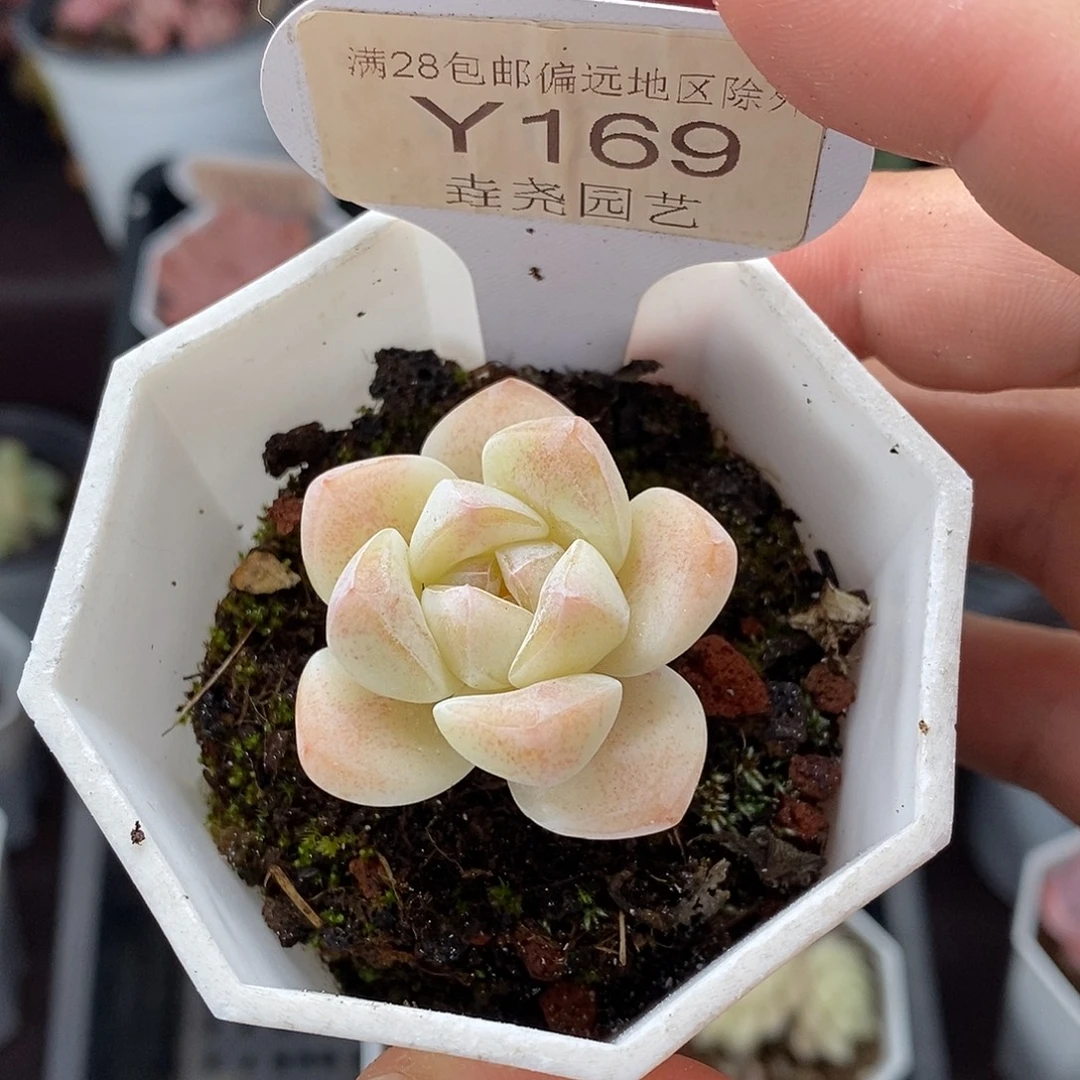 0169 冰玉单头 3.5cm