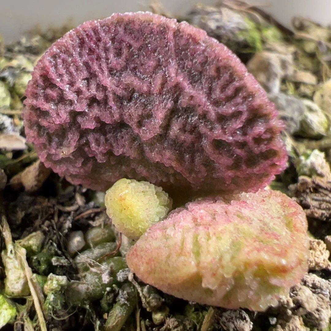 无花朵实生新品多肉植物水泡泡