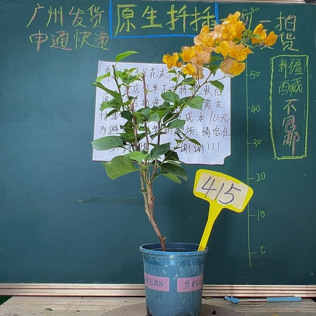当前无花栽培后可以开花加州黄金415