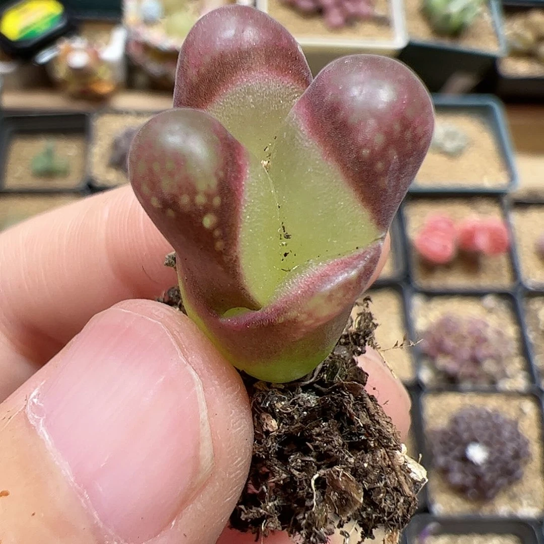 【闪购商品】130 风铃