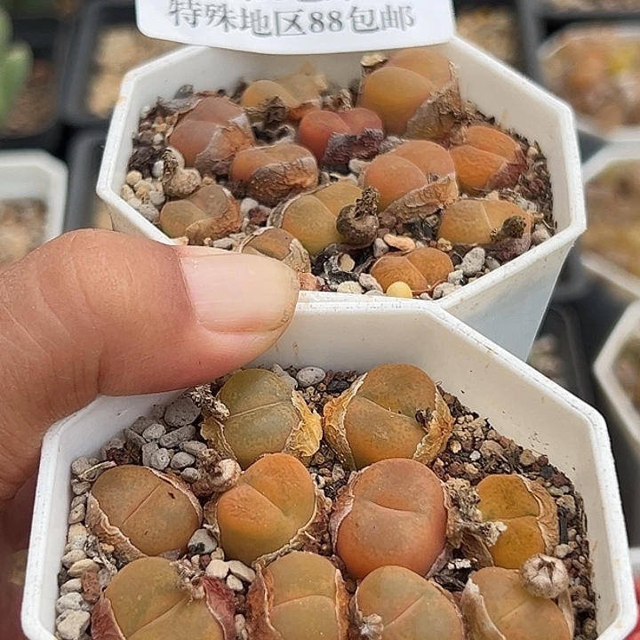 无花朵662号开播福利毛汗尼2盆
