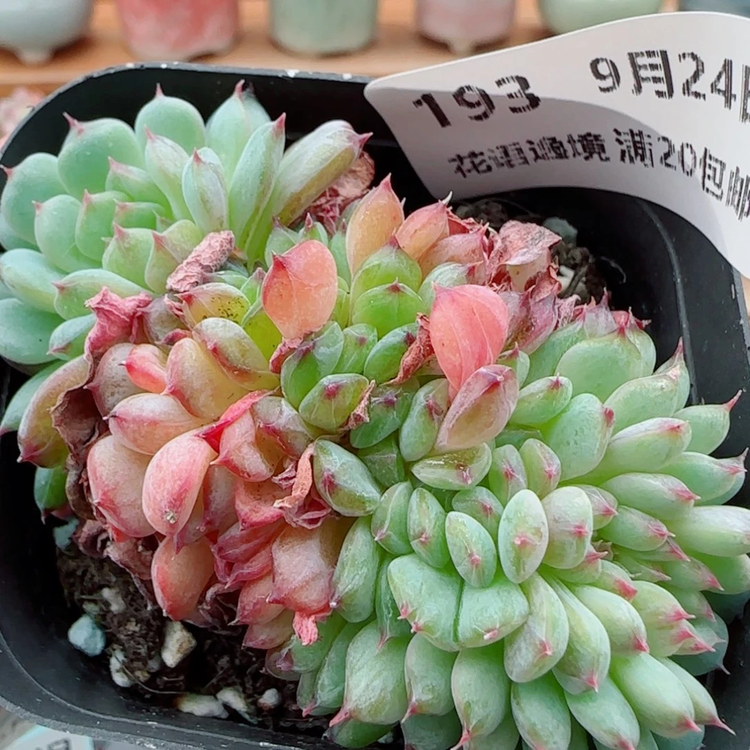 花语逸镜0924-193白胖子