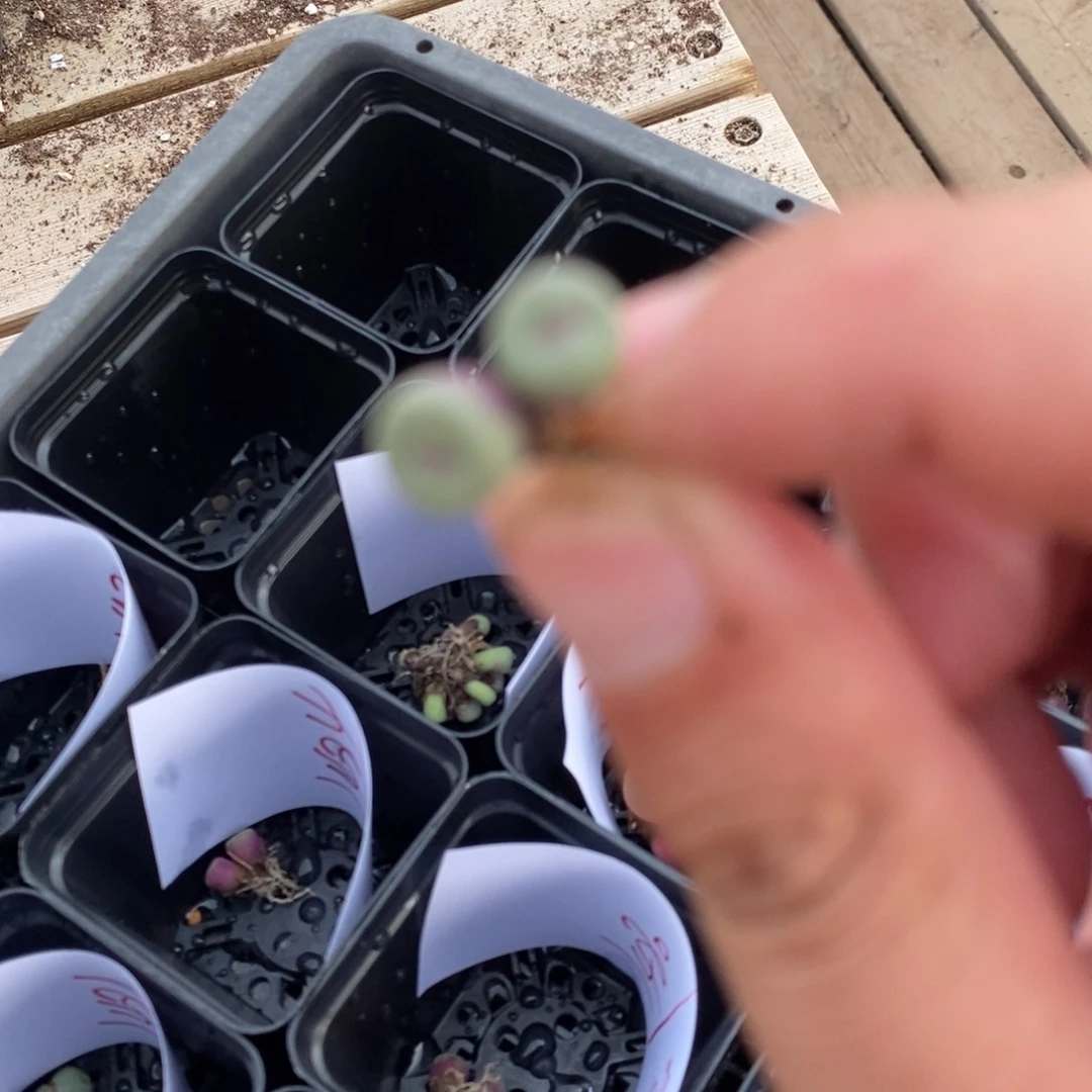 1491一颗一颗一颗