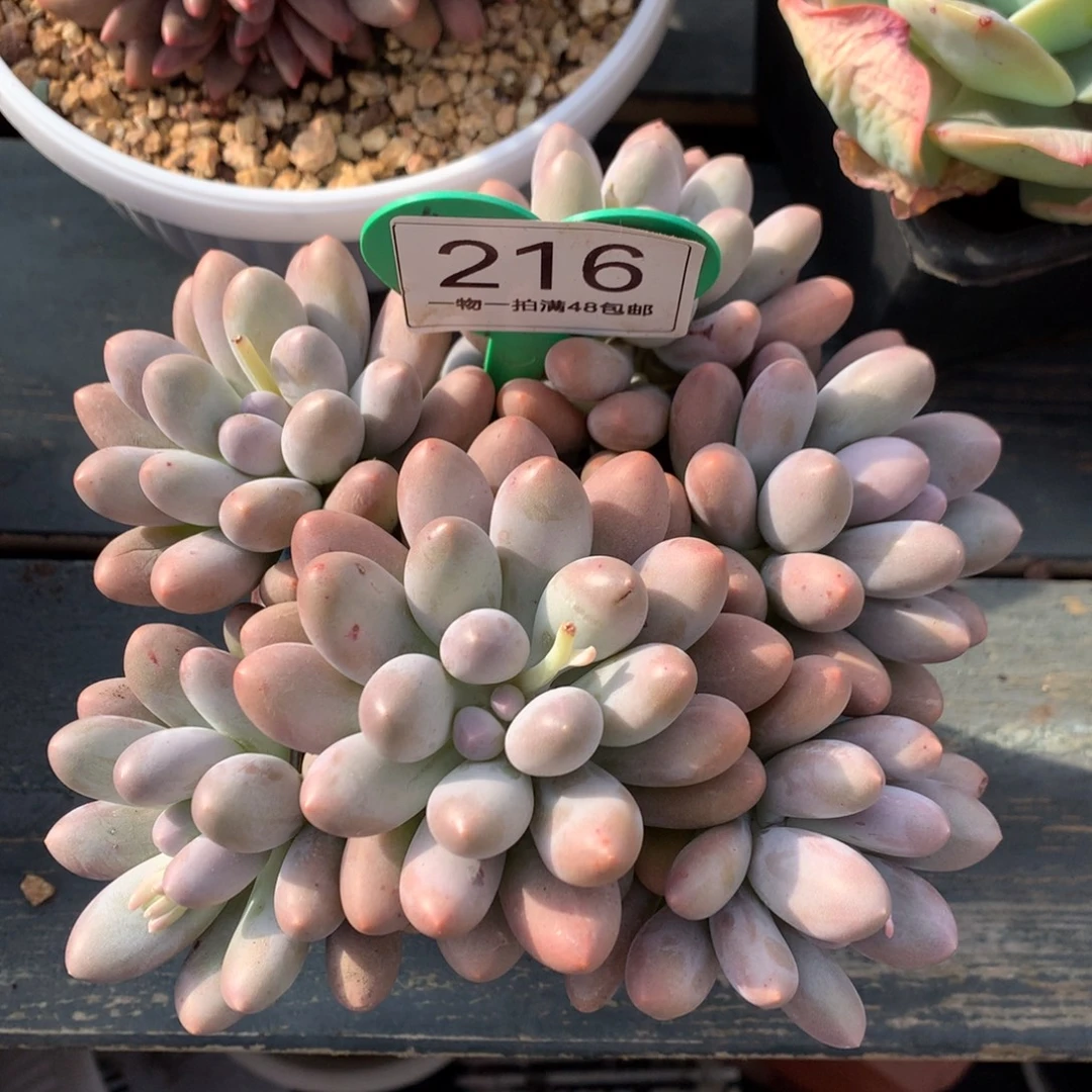 大叶汤圆无砍平头216