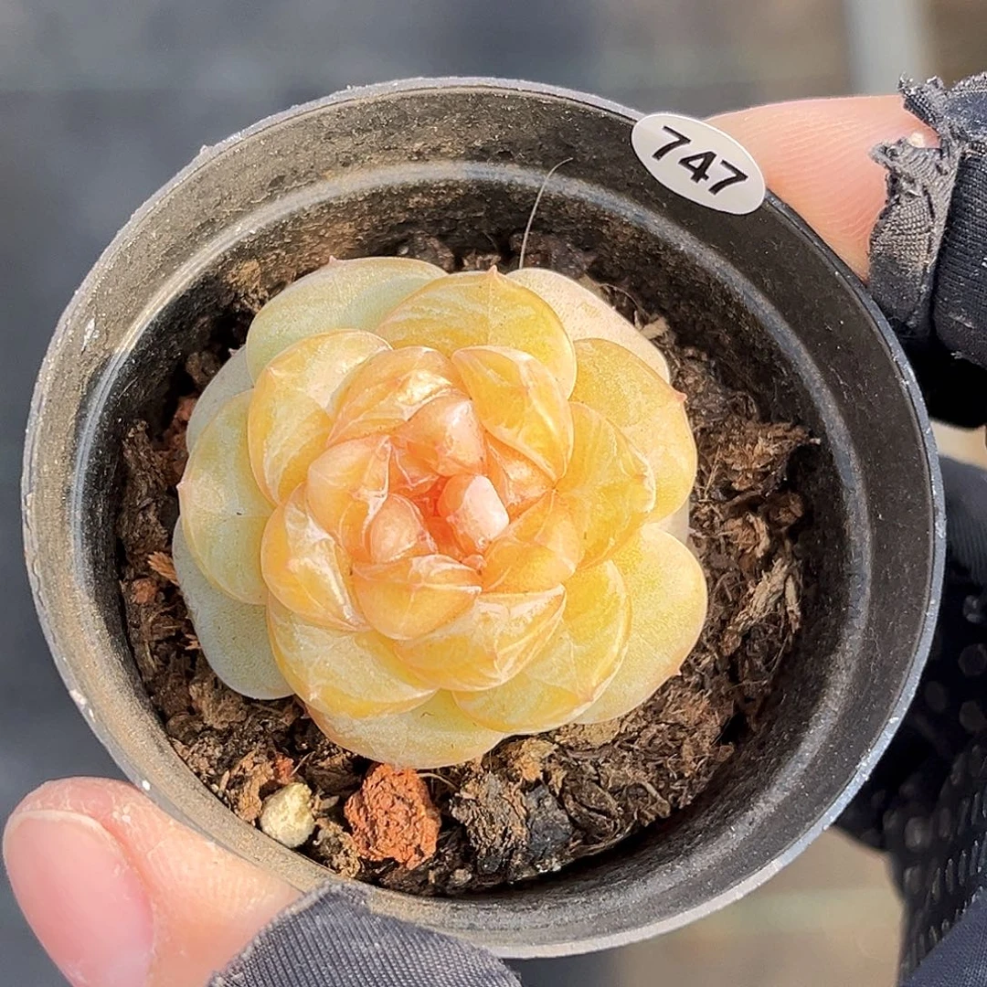 747  精灵豆珍妮多肉