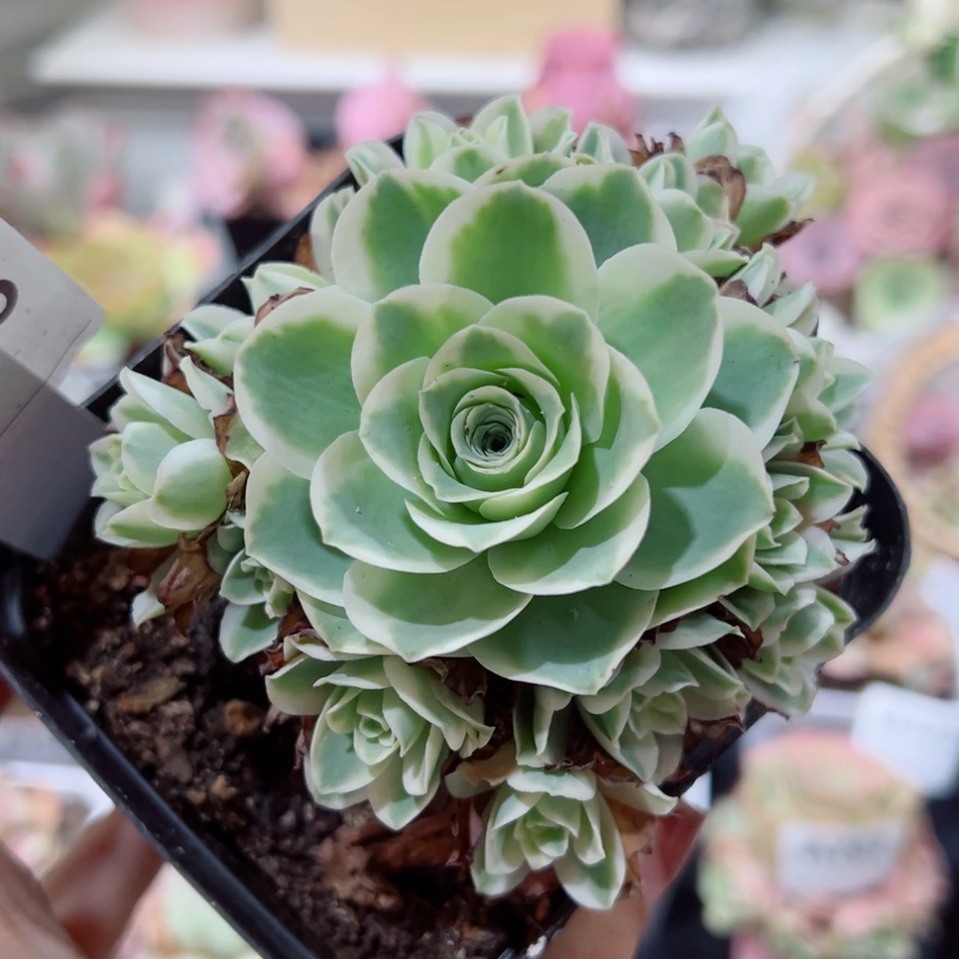 515春晓锦手捧花。