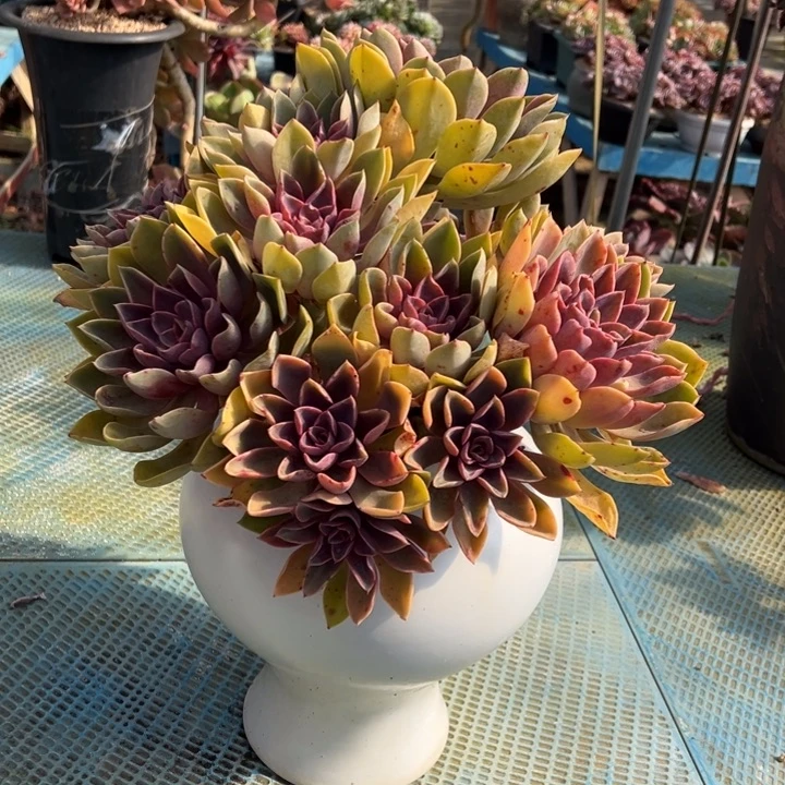 紫气东来无砍裸肉价