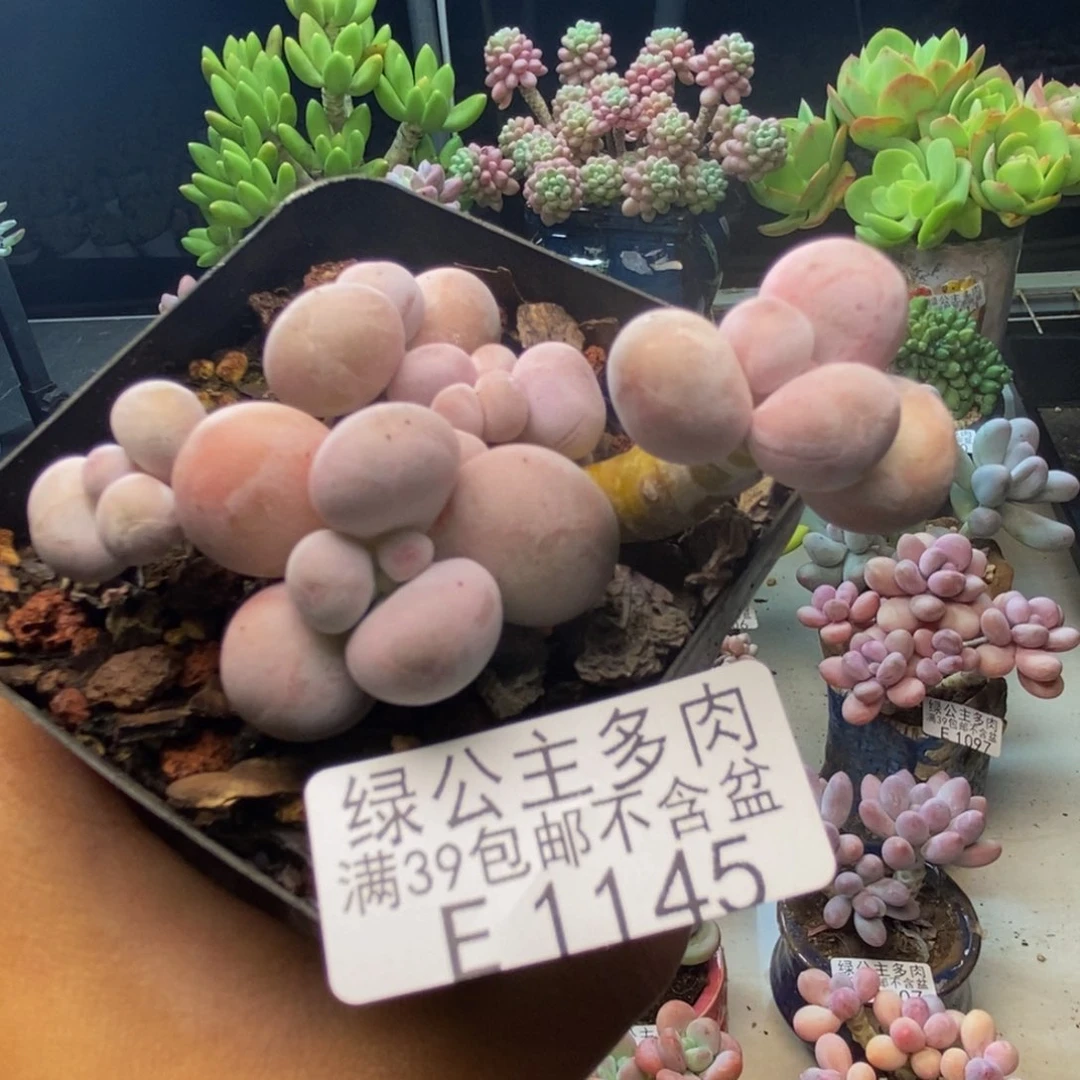 145橙奶多肉肉5c m